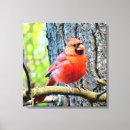 Recherche de cardinal rouge toiles Nature