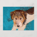 Recherche de fox terrier cartes postales Fil