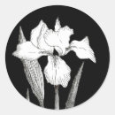 Recherche de iris noir autocollants Fleurs