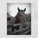 Recherche de étalon blanc cartes postales Noir et blanc