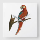 Recherche de perroquets rouges horloges Animal