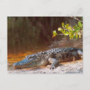 Recherche de alligator sauvage cartes postales Animal