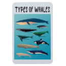 Recherche de mammal Blue whale
