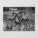 Recherche de zèbre noir blanc cartes postales Afrique