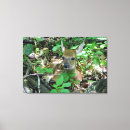 Recherche de whitetail art Nature