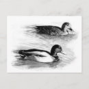 Recherche de canards cartes postales Noir et blanc