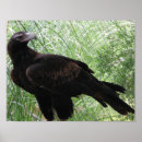 Recherche de prédateur posters Oiseaux