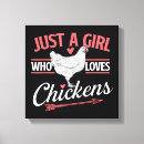 Recherche de poules toiles Poulet