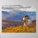 Recherche de dall posters Corne
