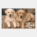 Recherche de chiot de labrador autocollants Laboratoire jaune