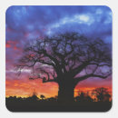 Recherche de baobab autocollants Silhouette