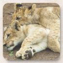 Recherche de petits animaux de lion Vue de côté
