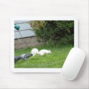 Recherche de pigeons tapis souris Toute personne