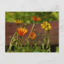 Recherche de marguerite africaine cartes postales Photographie
