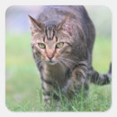 Recherche de chat tigré gris autocollants Mignon