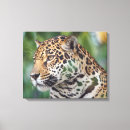 Recherche de de faune impressions sur toile Jaguar