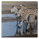 Recherche de la tanzanie carreaux Personne