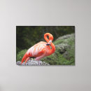 Recherche de de faune impressions sur toile Orange