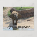 Recherche de mammifère africain cartes postales Éléphant