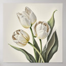 Recherche de tulipe blanche posters Fleurs blanches
