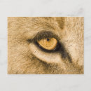 Recherche de image dange cartes postales Animal