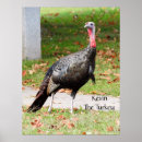 Recherche de dinde sauvage posters Faune