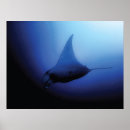Recherche de manta ray posters Plongée