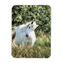 Recherche de pony magnete Mignon