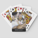 Recherche de chaton jeux de cartes Moderne