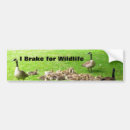Recherche de faune voiture autocollants Oies