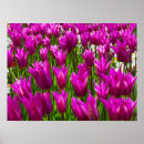 Recherche de keukenhof holland posters Nature