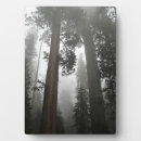 Recherche de arbre séquoia plaques Californie
