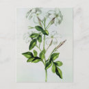 Recherche de jasmin cartes postales Botanique