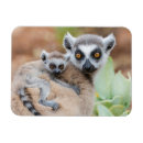 Recherche de lemur magnete Faune