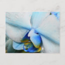 Recherche de orchidées bleues cartes postales Nature