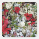 Recherche de fleur nationale autocollants Plante