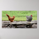 Recherche de poule rouge posters Ferme