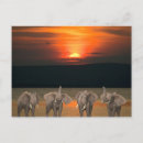 Recherche de éléphant heureux cartes postales Drôle