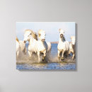 Recherche de equus impressions sur toile Cheval