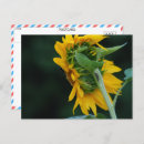 Recherche de de tournesol cartes postales Joyeux