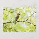 Recherche de cèdres cartes postales Observation des oiseaux