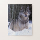 Recherche de portrait gris loups loups gris puzzles Nature