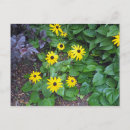 Recherche de rudbeckias cartes postales Rudbeckia hirta