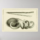Recherche de octopus illustration posters Vintage