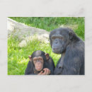Recherche de chimpanzés cartes postales Singe