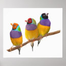 Recherche de gouldian posters Pinson