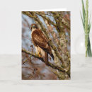 Recherche de queue rouge vœux cartes Faune
