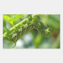 Recherche de chenille verte autocollants Insecte