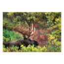 Recherche de orignaux taureau posters Faune