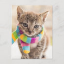Recherche de bébé tigre cartes postales Chat